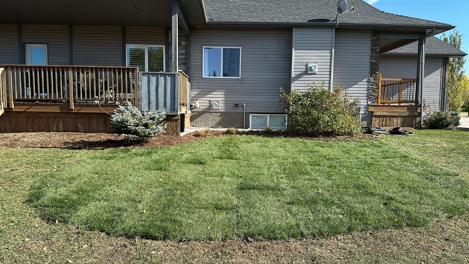 Freshly laid sod lawn with visible seams settling in at a Calgary home by Sungreen.
