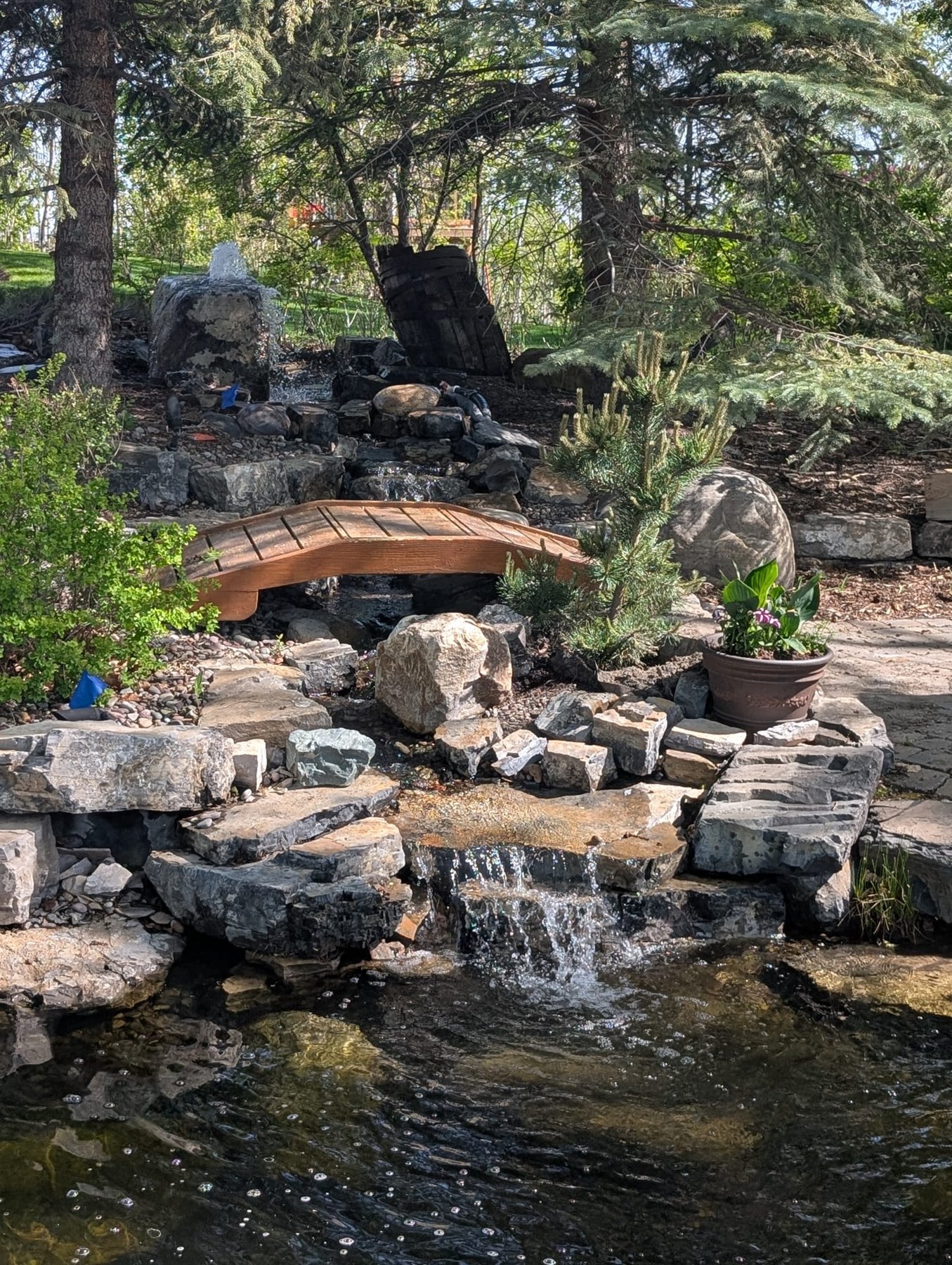 Designed backyard pond and waterfall with a stone bridge in a Calgary landscape by Sungreen.