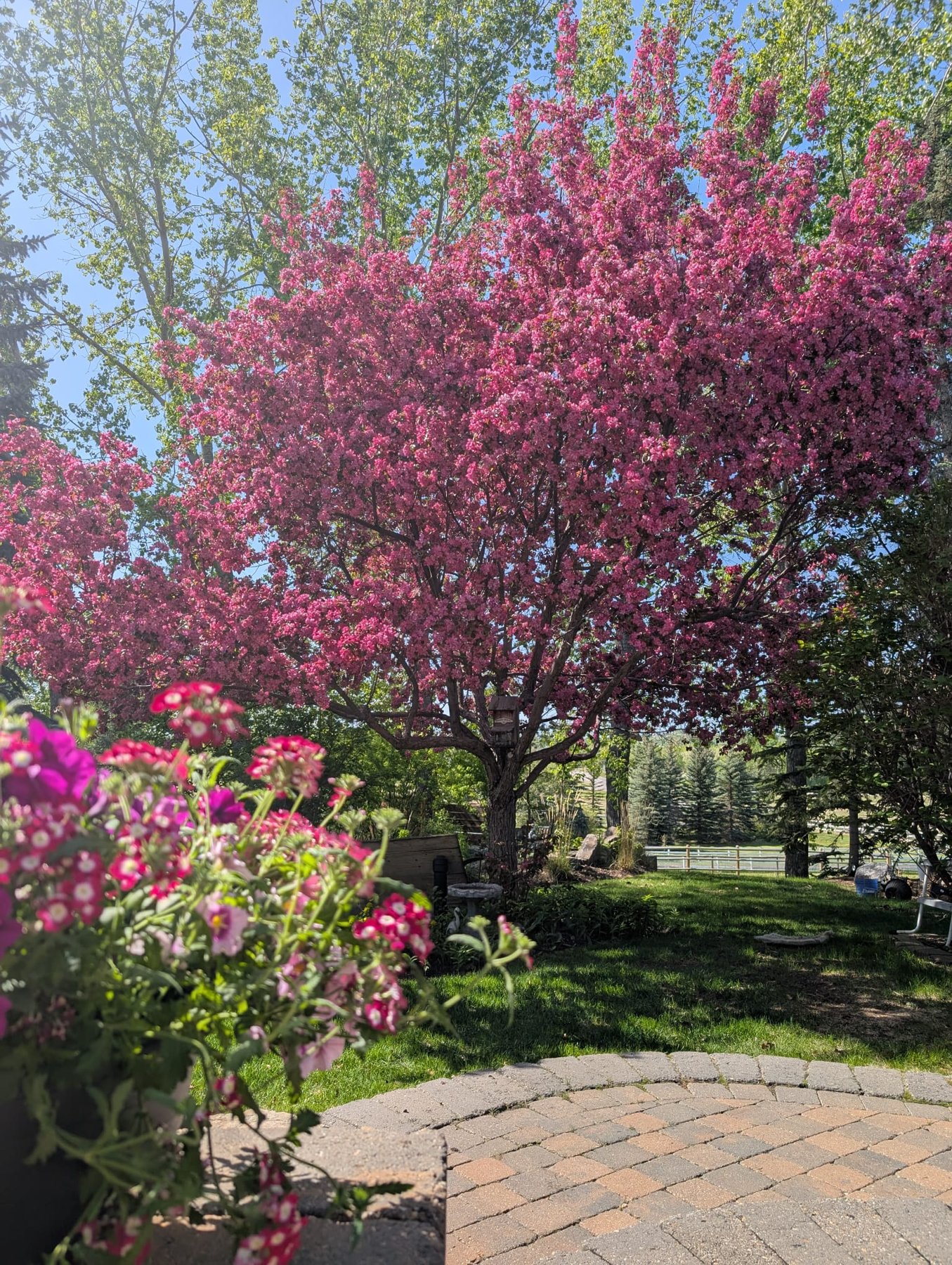 Newly planted ornamental tree in flower in a Calgary front yard by Sungreen.