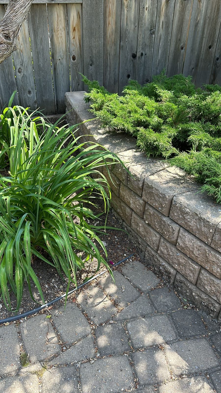 Tidied planting bed with crisp edges and mulch during a Calgary yard service by Sungreen.